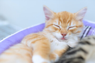 Cute kitten sleeping,Pet love concept