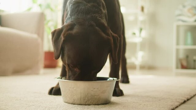 Labrador dog eating. Hungry brown retriever having meal close-up, obedient puppy. Food for happy domestic animal, best friends, relaxing at home, breathing with tongue out.