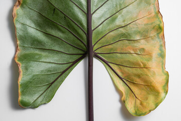 Close up of Alocasia Macrorrhiza Black Stem leaf turn yellow due to spider mites in isolated white...