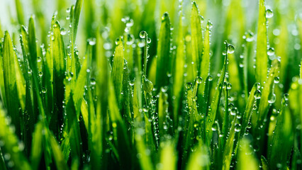 Fototapeta premium macro wet spring green grass background with dew. natural beautiful water drop on leaf in sunlight, image of purity and freshness of nature, copy space. ecology, fresh wallpaper concept. banner ready