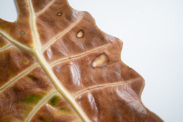 Close up of Alocasia Amazonica leaf turn yellow due to spider mites infest and over water issue in isolated white background.