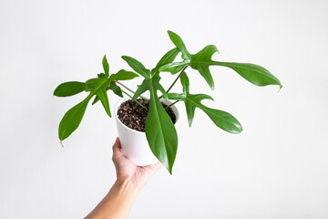 Hand holding Philodendron Florida Ghost in white ceramic pot with isolated white background © JCM