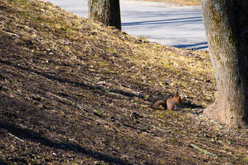 A beautiful squirrel with a fluffy tail is sitting under a tree in a spring park. A small rodent in the forest.
