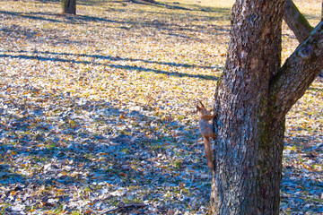 A beautiful squirrel crawls on a tree in a spring park. A small rodent in the forest.
