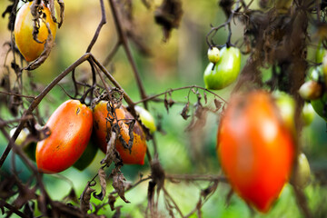 Organic Tomatoes Golden Hour
