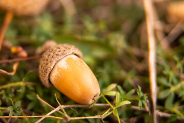 Background with autumn acorns and leaves closeup. Acorns macro
