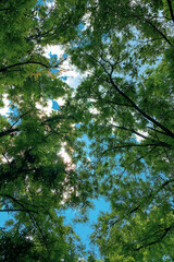Overhead tree canopy with blue sky and clouds