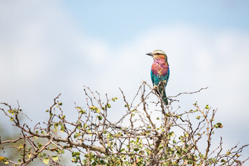 Lilac-breasted roller Coracias caudatus perched on a tree in Kruger National Park, South Africa