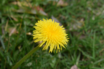 Selective focus shot of a vibrant yellow Common Dandelion growing surrounded by lush green grass