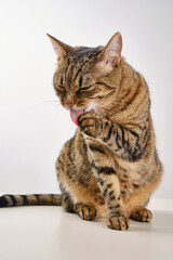 Fototapeta premium Close up portrait of a cat. Muzzle of a cute tabby cat licking paw in a light background. Selective focus. 