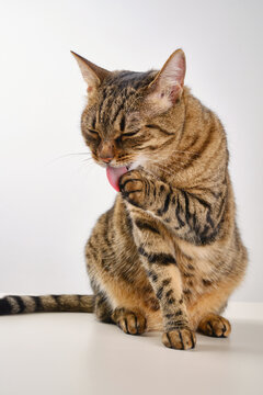 Close up portrait of a cat. Muzzle of a cute tabby cat licking paw in a light background. Selective focus. 