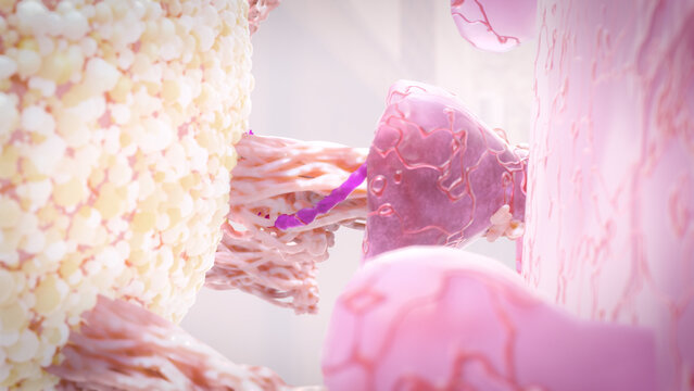 Virus attached to cell receptor and injecting RNA, coronavirus infection concept covid-19 3d rendering 
