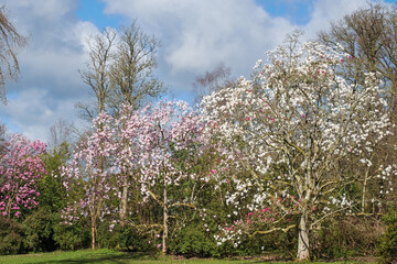 Magnolia trees ( Magnoliaceae ) in full flower in Spring sunshine in Devon, UK