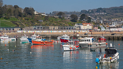 Fishing boats and leisure craft moored in Lyme Regis harbour UK in Spring sunshine, with the resort’s main beach, gardens and town buildings in the background