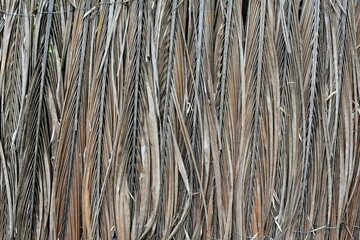 background and texture of coconut dried leaves  in vertical.nature pattern. fence from coconut...