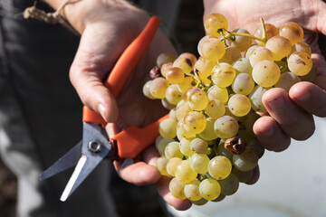 Female hands showing mature white wine grape