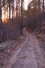 path in the forest