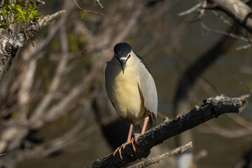傾き始めた日を浴びるゴイサギ