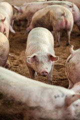 Schweine in Stall;