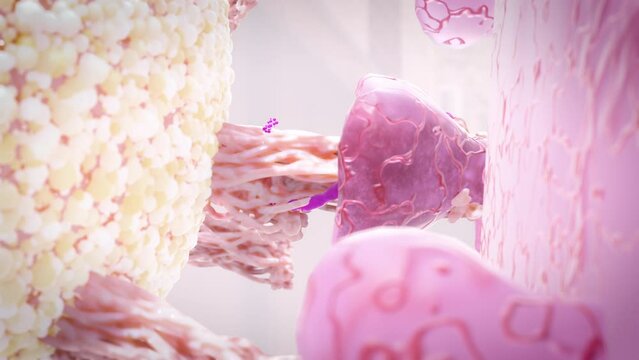 Virus attached to the cell receptor injecting RNA causing infection spread pandemics, coronavirus infecting host, covid-19 virus 3d rendering 
