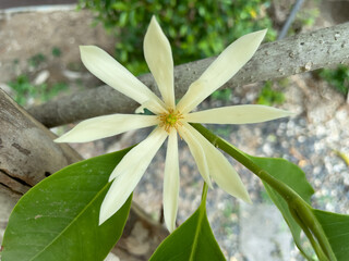flower of a tree