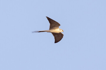 Ein freigestellter fliegender Schwalbenschwanzaar vor blauem Himmel