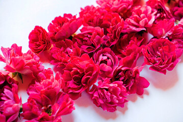 fresh roses on the white background