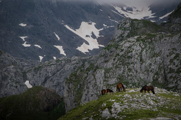 Horses graze in a green meadow with big mountains in the background