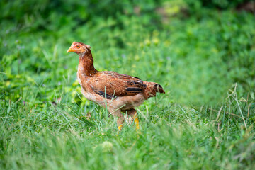 Junglefowl