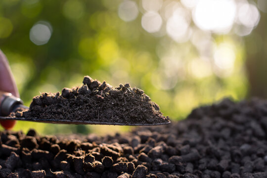 Manure or cow manure for cultivation and agriculture, cow dung pellets.