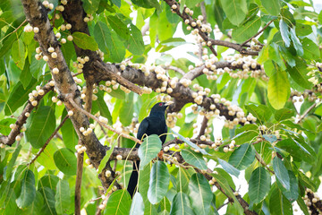 Asian Koel