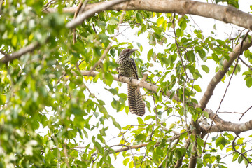 Asian Koel