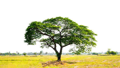 Big green tree in the field with white sky background