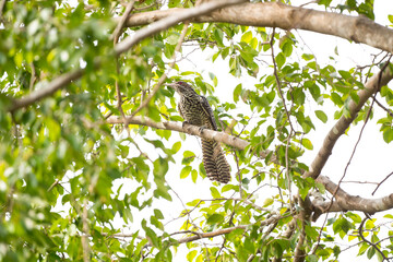 Asian Koel