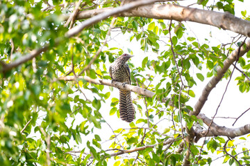 Asian Koel