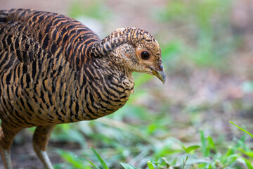 Lady Amherst 's Pheasant