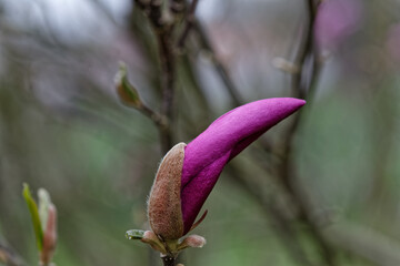 Bourgeon de Magnolia à fleur de lis.