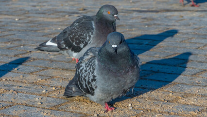 Close-up of pigeons on asphalt in cold weather. Pigeons are waiting for feeding from people.