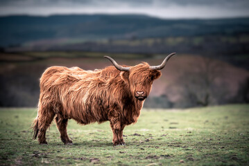 Scottish Highland Cows grazing in the South Wales Countryside - obrazy, fototapety, plakaty