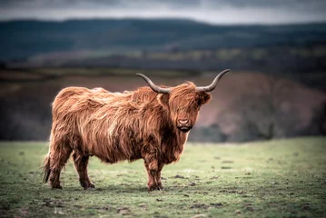 Photo sur Plexiglas Highlander écossais Vaches des Highlands écossais qui paissent dans la campagne du sud du Pays de Galles