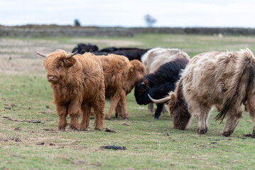 Scottish Highland Cows grazing in the South Wales Countryside