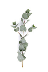 Eucalyptus foliage, branch with green leaves, floral decoration isolated on white