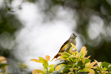 Female small Minivet