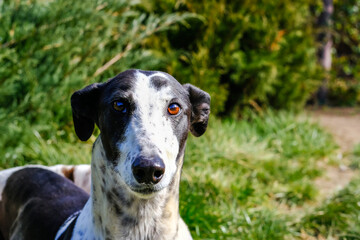 Greyhound dog portrait on the background of nature on a summer day. dog looking at the camera.