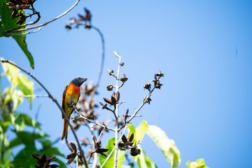Male small Minivet