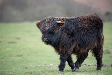Scottish Highland Cows grazing in the South Wales Countryside