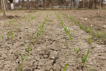 green onions growing in the garden