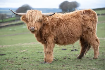 Poster de jardin Highlander écossais Vaches des Highlands écossais qui paissent dans la campagne du sud du Pays de Galles