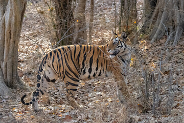 A tiger walking in the forest in India, Madhya Pradesh
