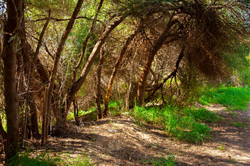 Spring landscape in the forest. Natural walking path in the forest.